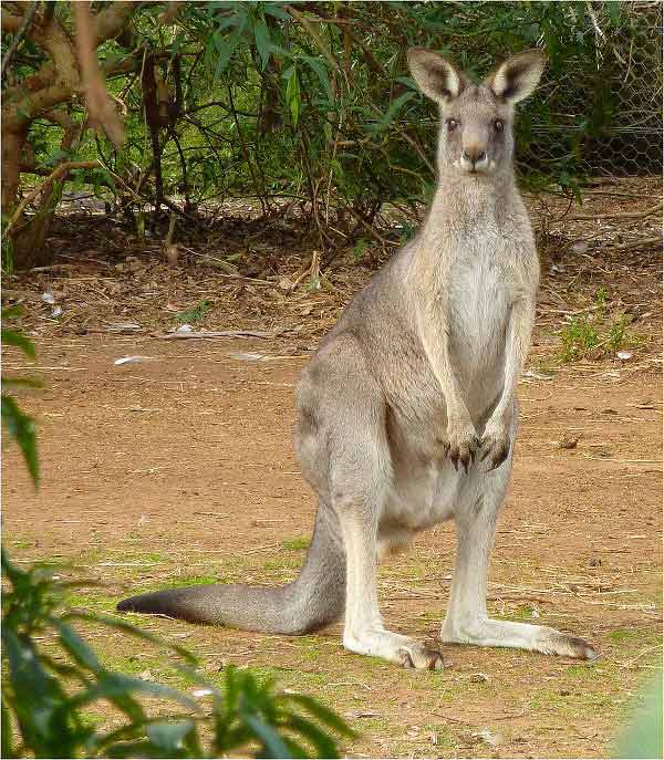 Australian bush kangaroo image